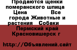 Продаются щенки померанского шпица › Цена ­ 45 000 - Все города Животные и растения » Собаки   . Пермский край,Красновишерск г.